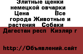 Элитные щенки немецкой овчарки › Цена ­ 30 000 - Все города Животные и растения » Собаки   . Дагестан респ.,Кизляр г.